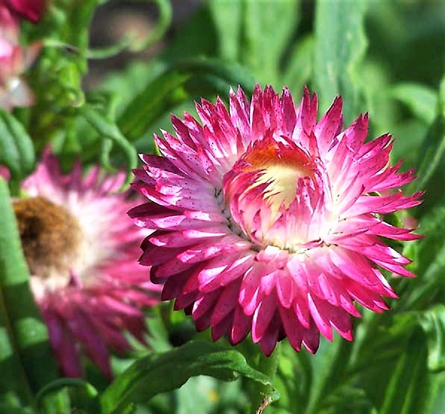 Plants & Gardens in Colonial & Early America Plants in Early American