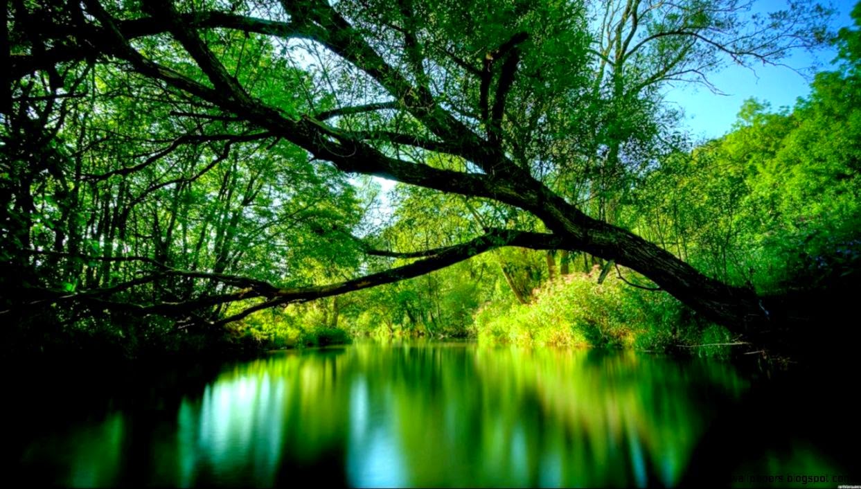 Forest Desktop Background Fabulous Forest Desktop Background Fabulous