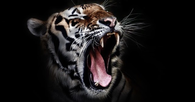 Arti Mimpi Mendengar Auman Harimau Mimpi Katak Taylor Grol1936