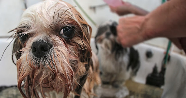Especialista orienta 5 cuidados para Acabar com a coceira do seu Shih Tzu