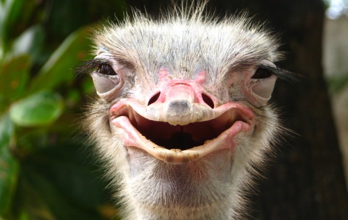 Beberapa Fakta Menarik Tentang Burung Unta Burung Terbesar Di