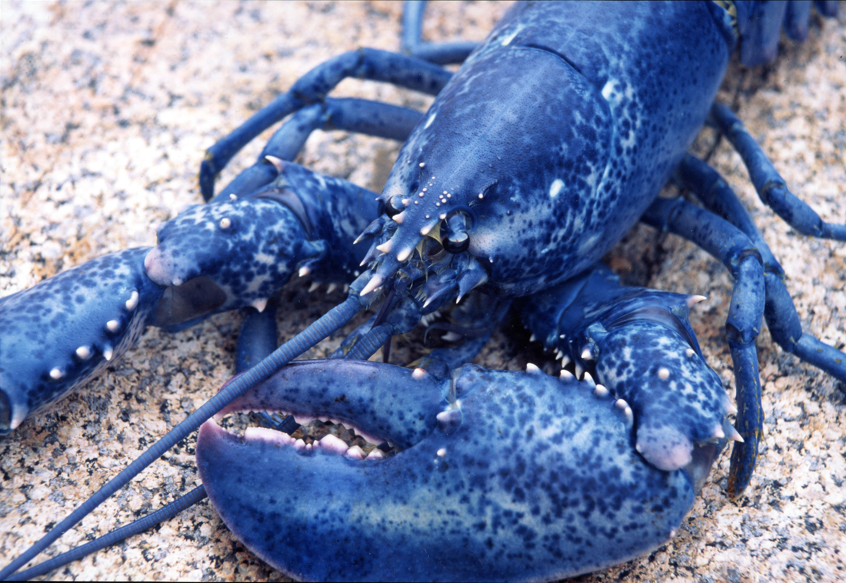 mentalpost 1 in 5,000 north Atlantic lobsters are born bright blue.