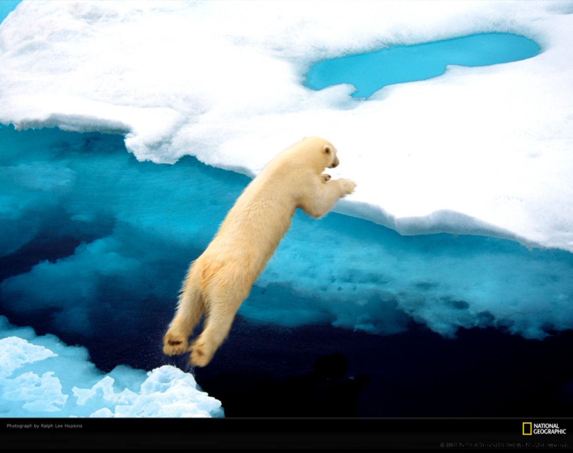 National Geographic Polar Bears