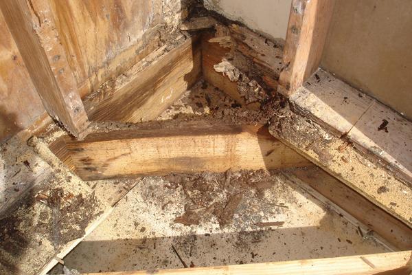 Cara Mengatasi Rayap Di Kusen Pintu Inspirasi Desain Rumah 2019