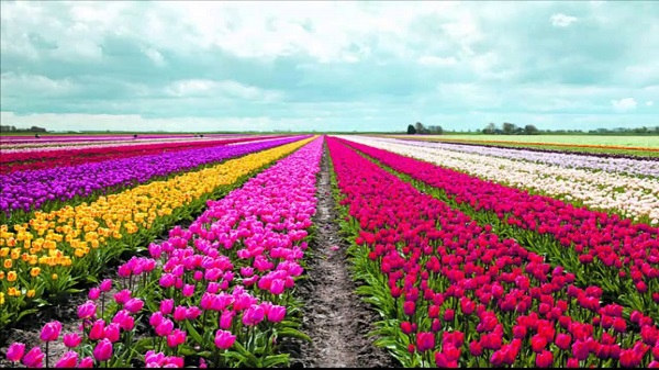 kampoeng tulip destinasi wisata instagramable di bandung