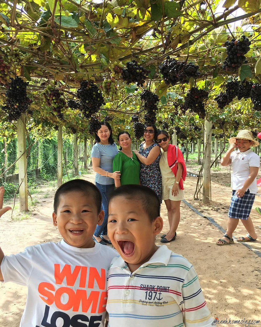 Độc đáo vườn nho Tây Ninh gần xịt Sài Gòn cho tham quan miễn phí