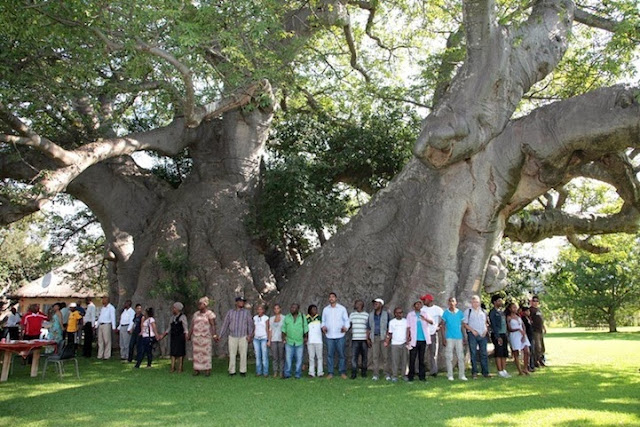 Sunland Baobab - Un bar dentro de un árbol ahuecado