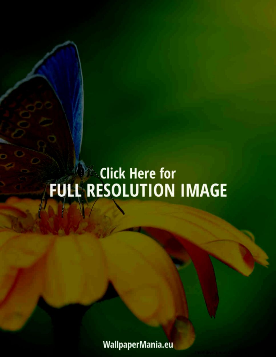 2048x2048 new iPad 3rd Gen 1024x1024 iPad iPad 2 and iPad Mini