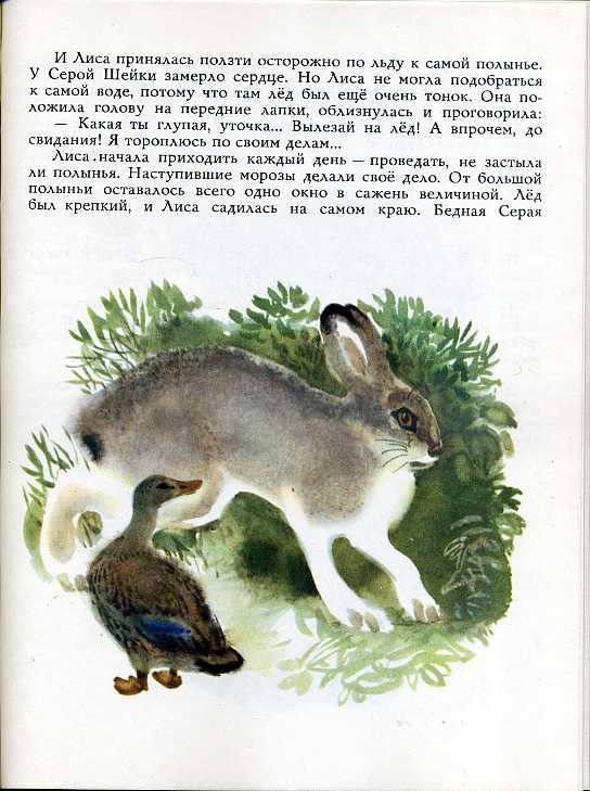 Мамин сибиряк серая шейка уточка. Лиса ползти к полынье принялась по льду. Мамин-сибиряк серая шейка содержание. Серая шейка в полынье. «емеля-охотник», д.