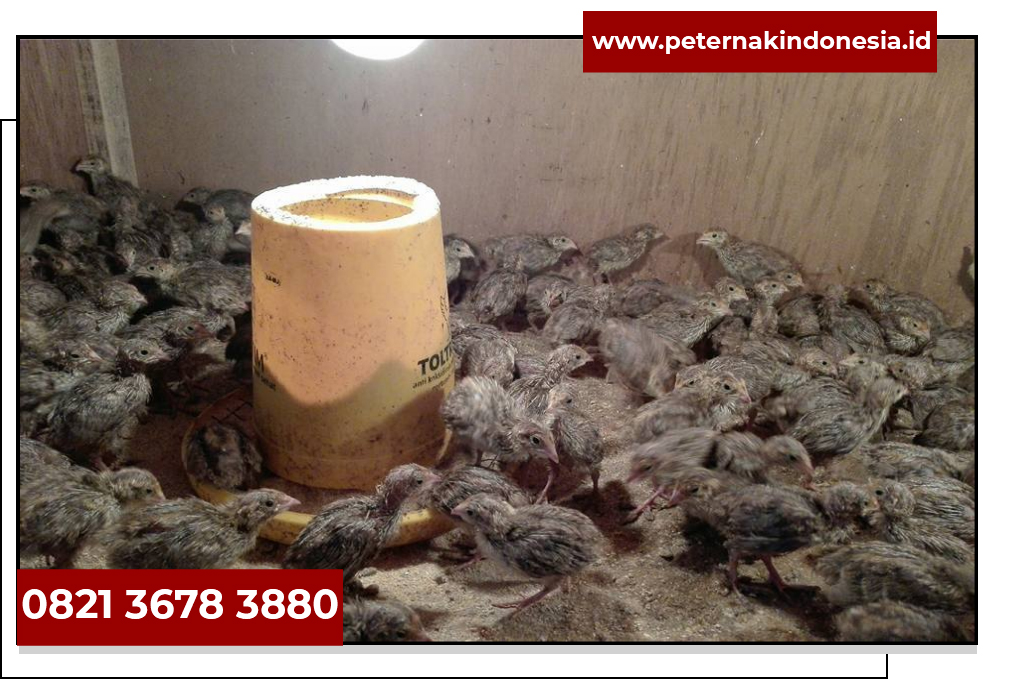 Harga Puyuh Petelur Alamat Jual Bibit Burung Puyuh