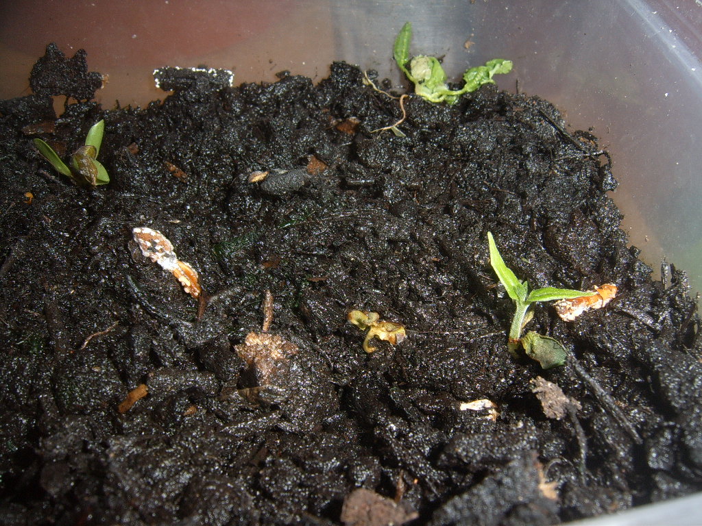 Germinating Indian Bean Tree Seeds Magic Nature