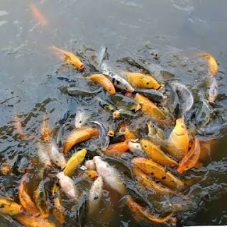 Tambang Emas Melalui Budidaya Ikan Mas