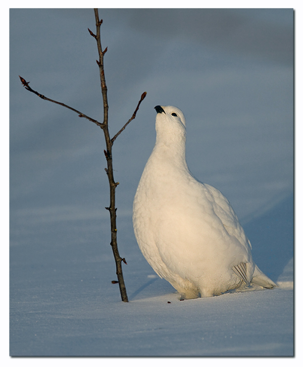 Combien De Temps Couve Une Perdrix Des oiseaux sur ma route: Ma quête de la Perdrix blanche
