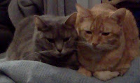 Serenity, a grey chubby tabby, laying next to Bela, an orange thinner tabby, on a light blue blanket
