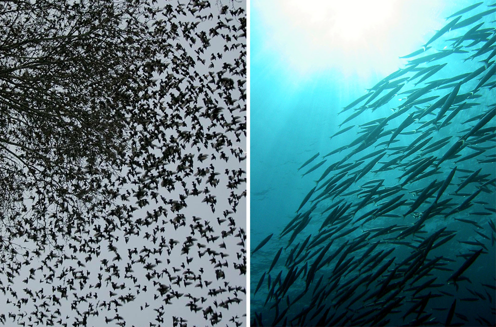 Ameizon Project Nahe Distanz Das Geheimnis Der Vogel