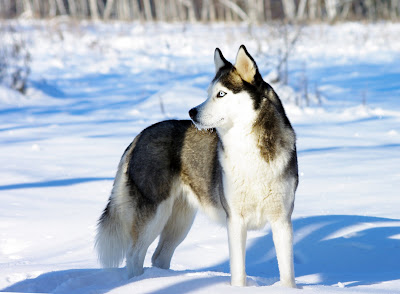 Perro Husky Siberiano en Alaska