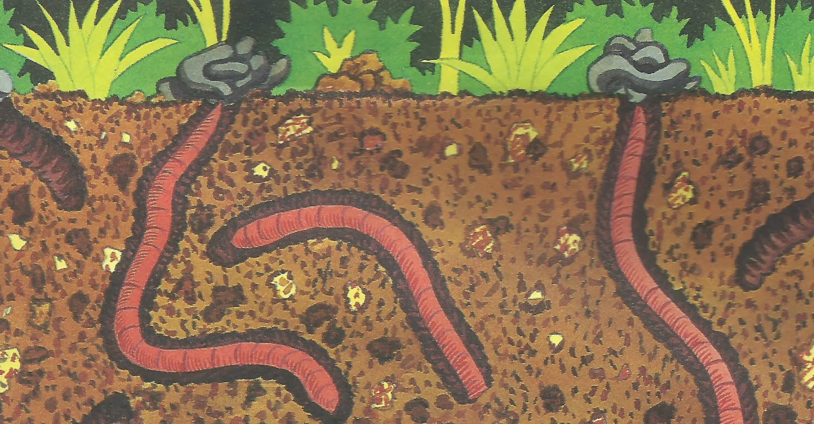 As Minhocas Contribuem Para A Fertilidade Do Solo - FDPLEARN