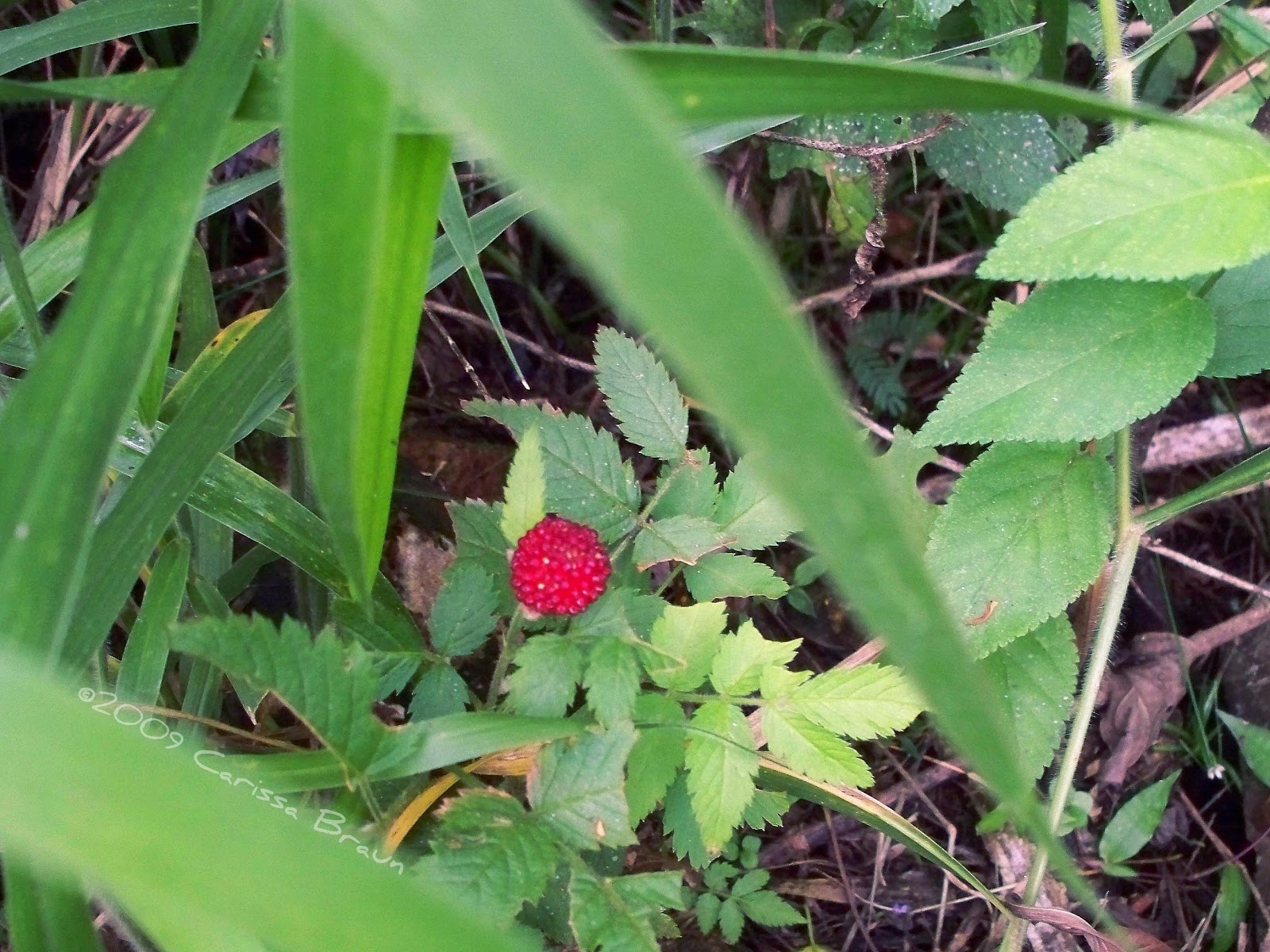 Nature Photography and Facts : Tropical Raspberry