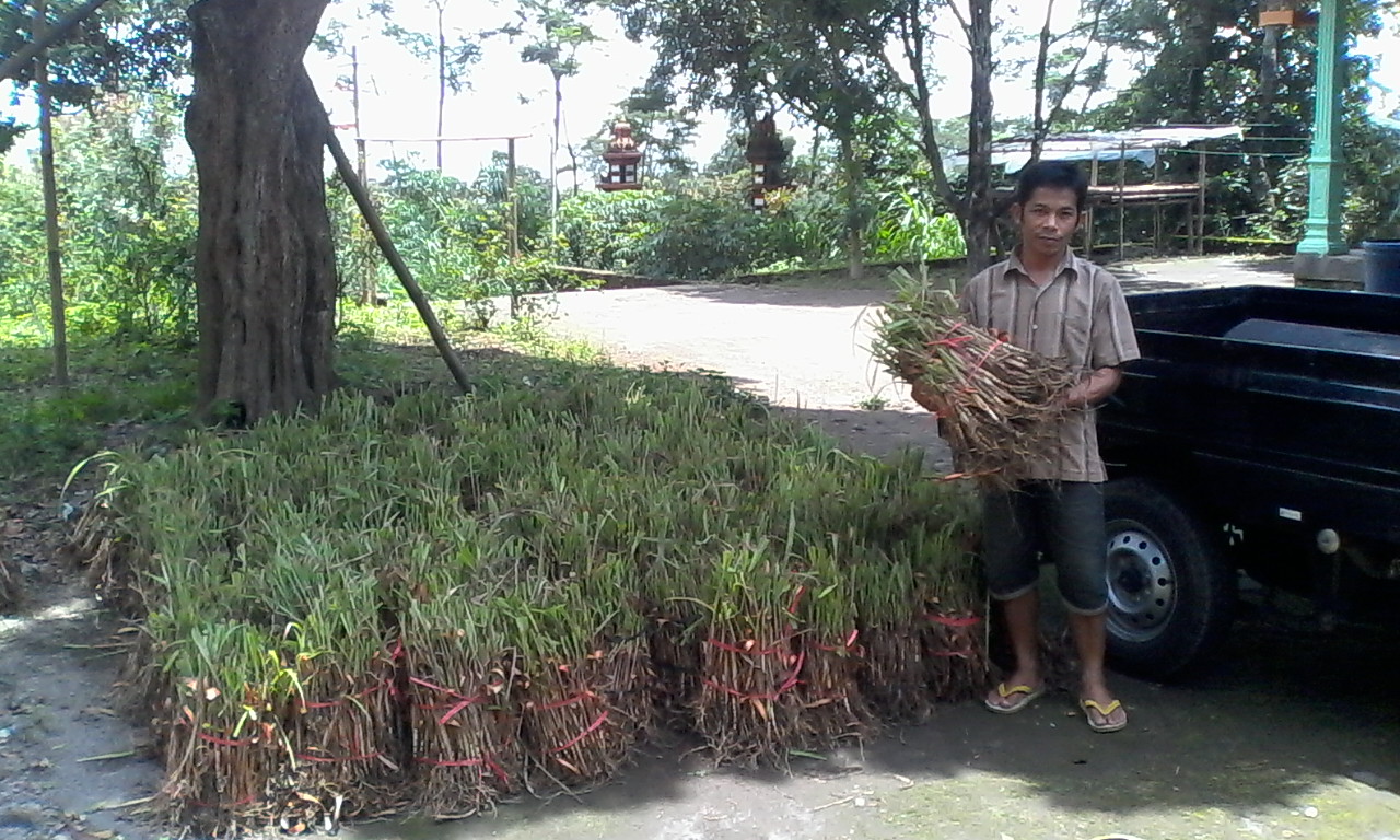 sereh wangi distribusi bibit sereh wangi ke kelompok tani salam wangi sereh wangi distribusi bibit sereh wangi ke kelompok tani salam wangi