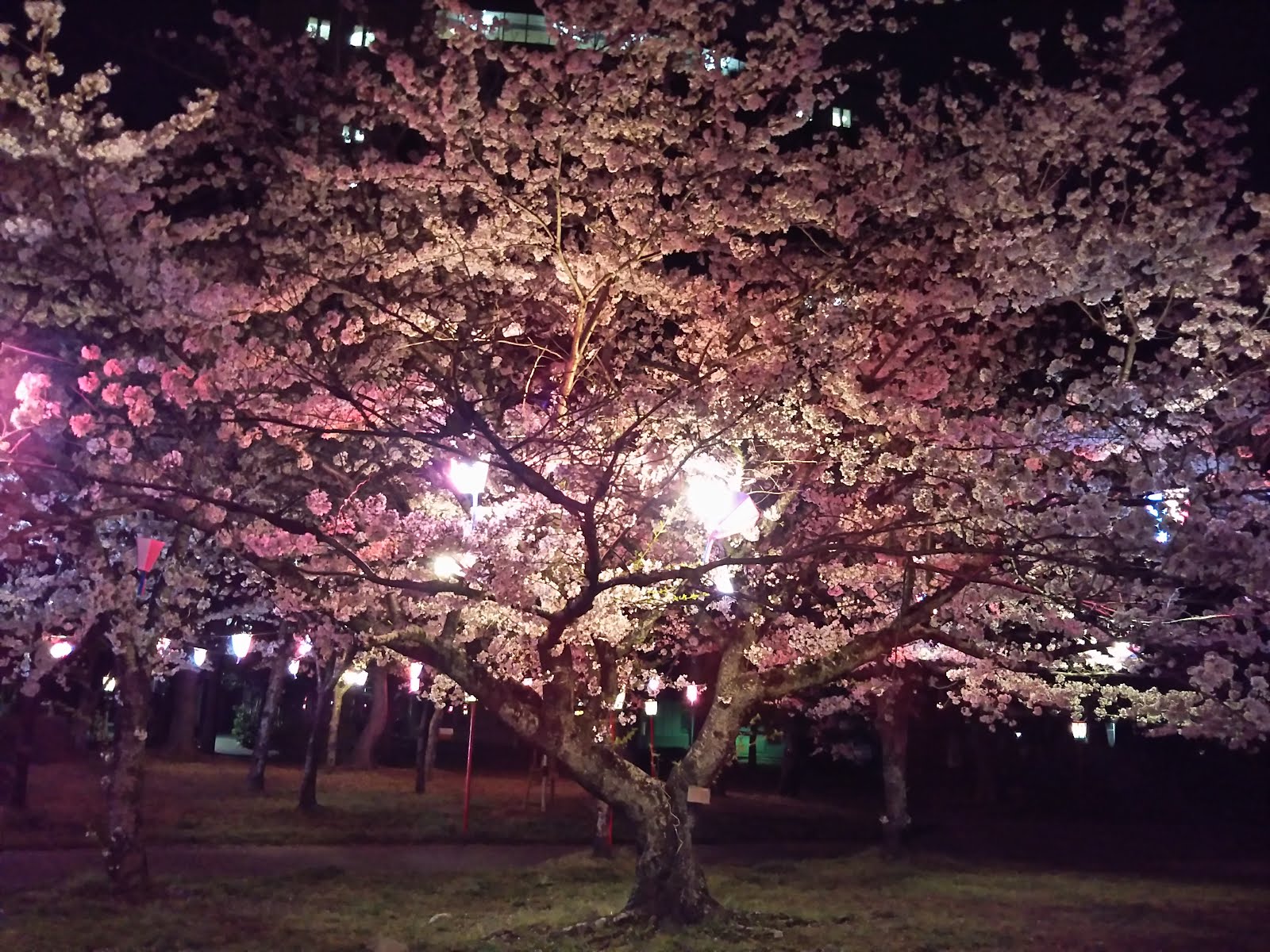 豊橋公園の夜桜