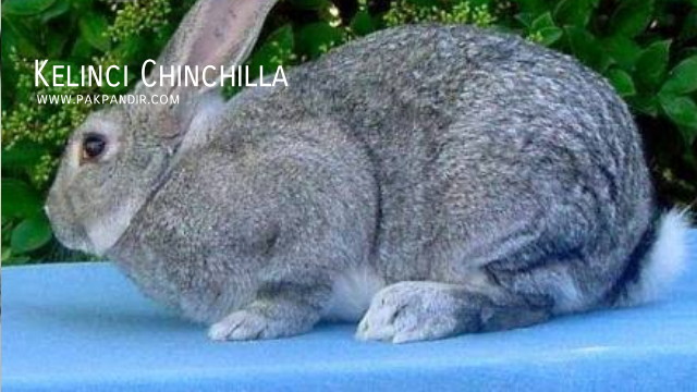Kelinci Chinchilla Kelinci Chinchilla Jenis Klinci Potong Jual Beli Klinci .jpg