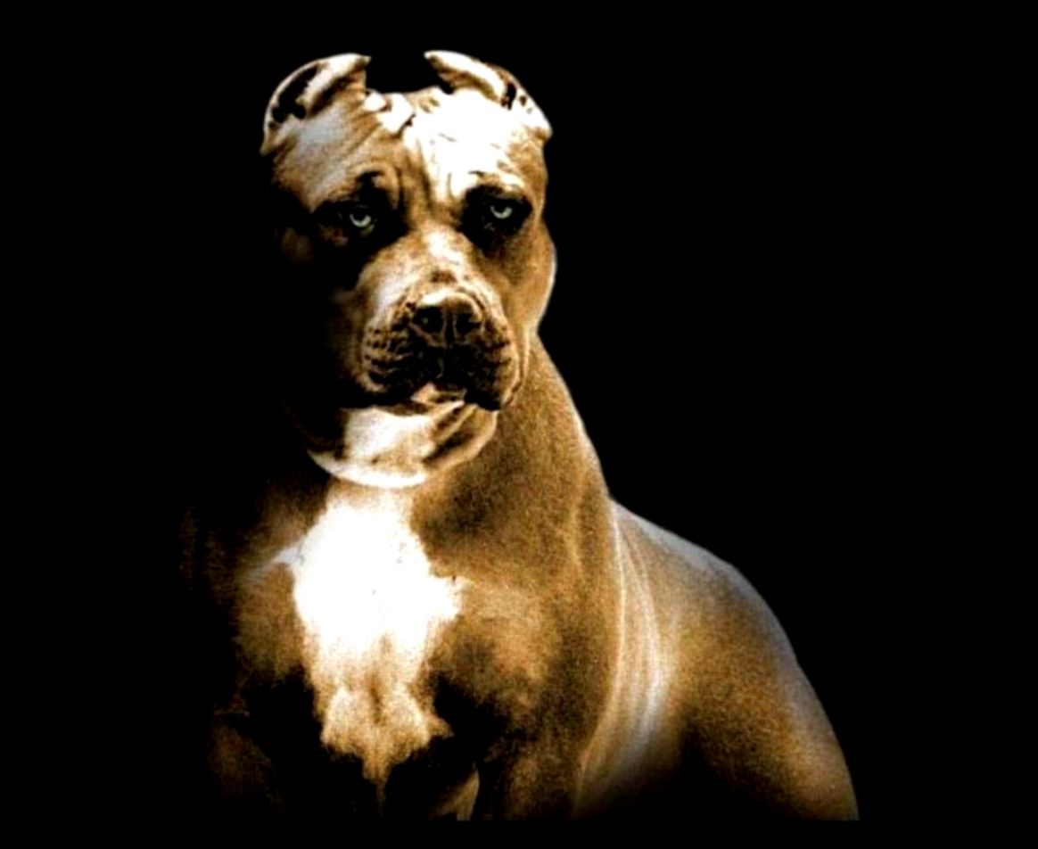 Pitbull Wallpapers | Wallpapers Box