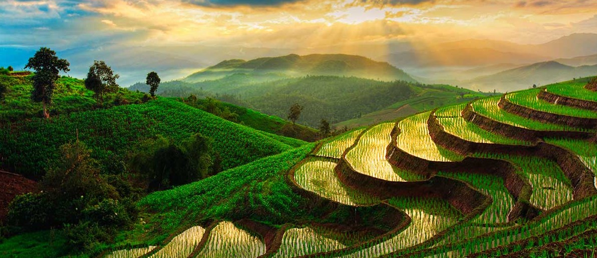 Fotografi Landscape dengan tema Sawah Tropis di Katulistiwa padi