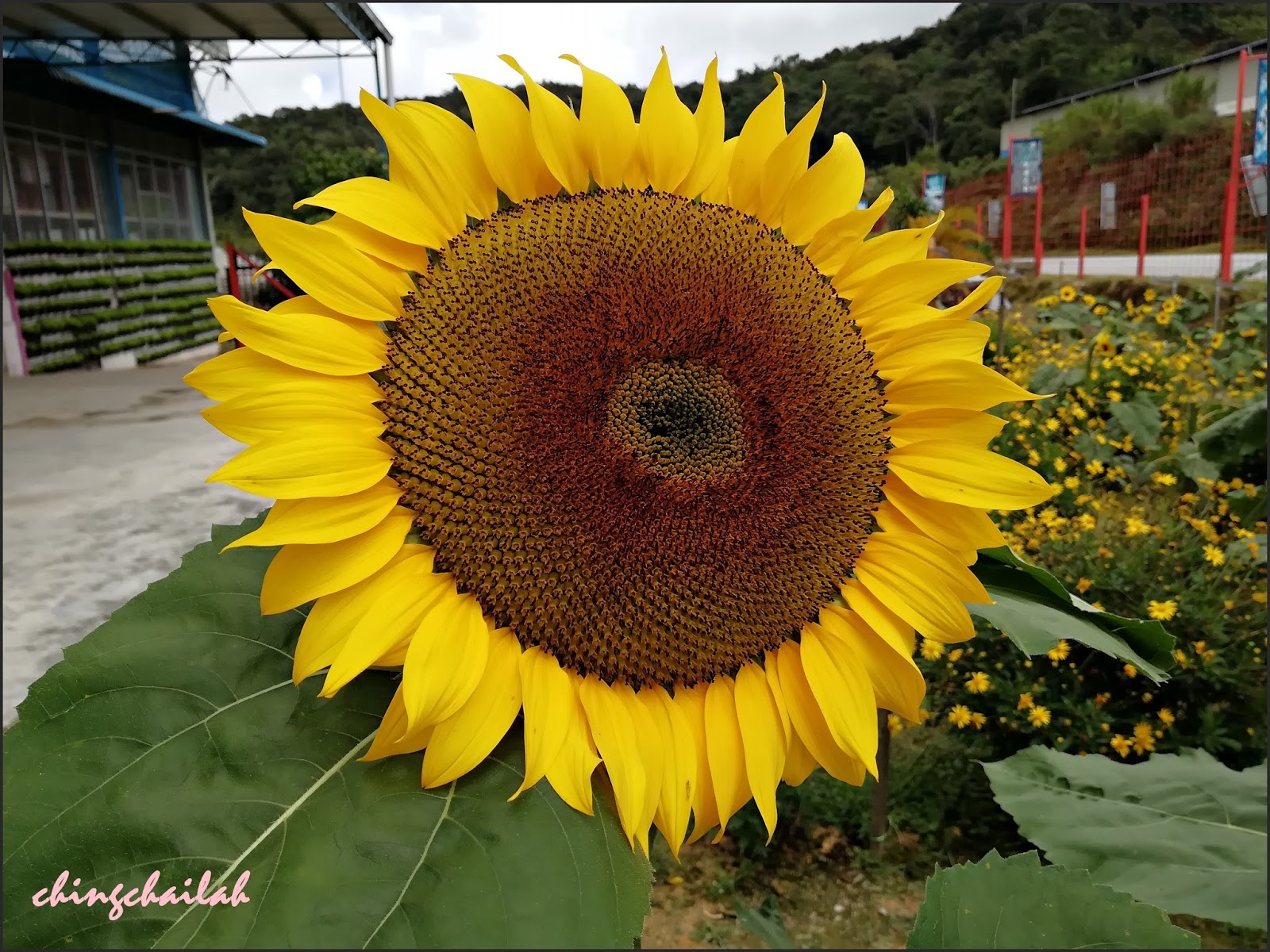 Simple Living In Nancy Large Sunflowers In Cameron Highlands