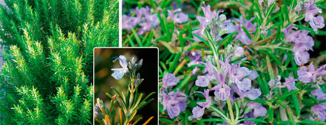 Rosemary Plant - Rosmarinus officinalis - The dew of the sea