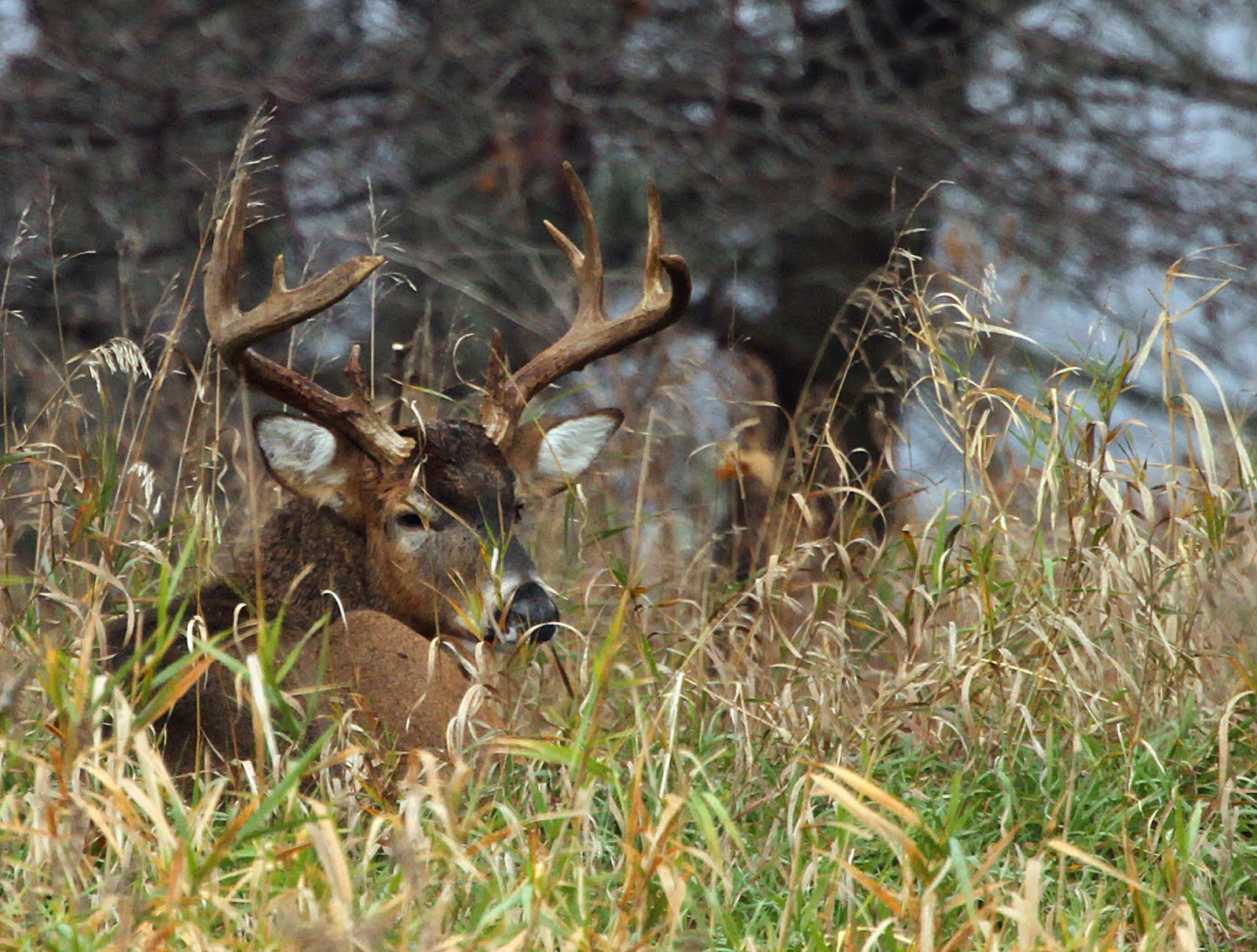 Hannibal's Animals: Knuckle Head