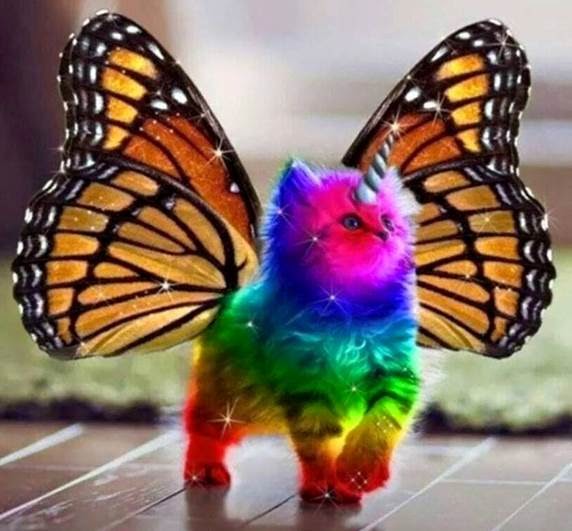 Mitralee A Rainbow Colored Unicorn Kitten With Butterfly Wings 