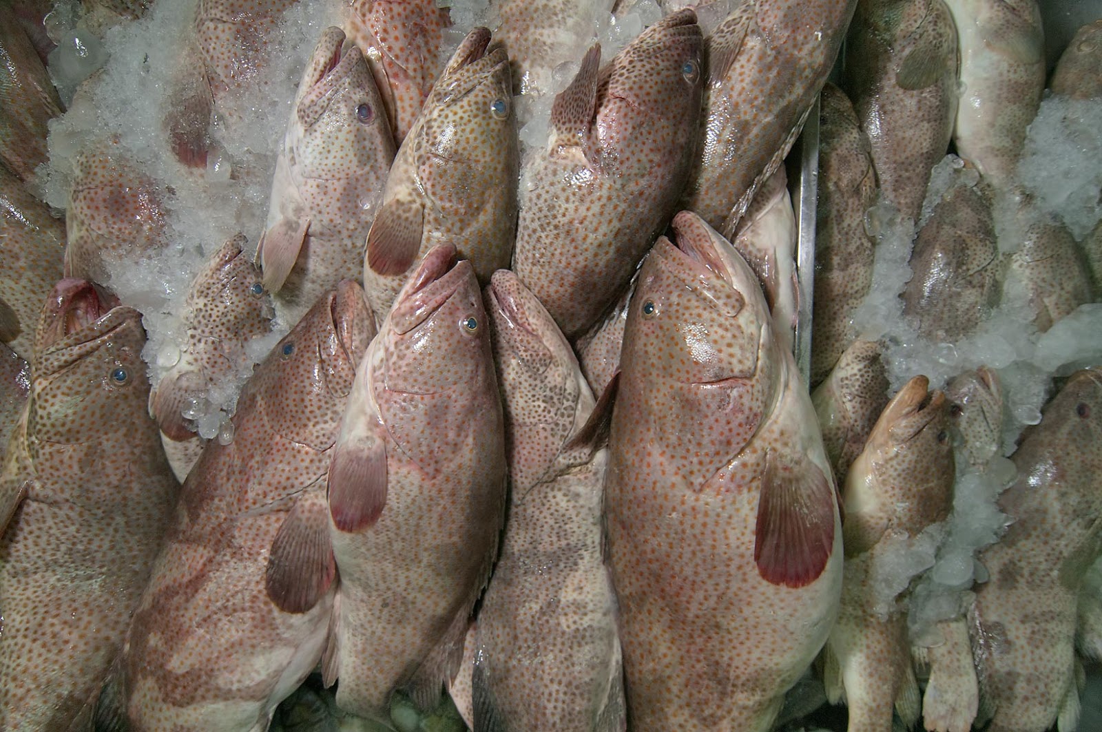 Grouper Fish Distributor Supplier Fresh Water Lobster, Wholesale Lobster Meat, Lobster Facts