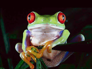 beautiful frog background hd for free