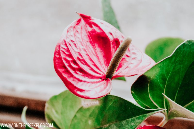 Ace of Hearts Anthurium + Plant Care Guide