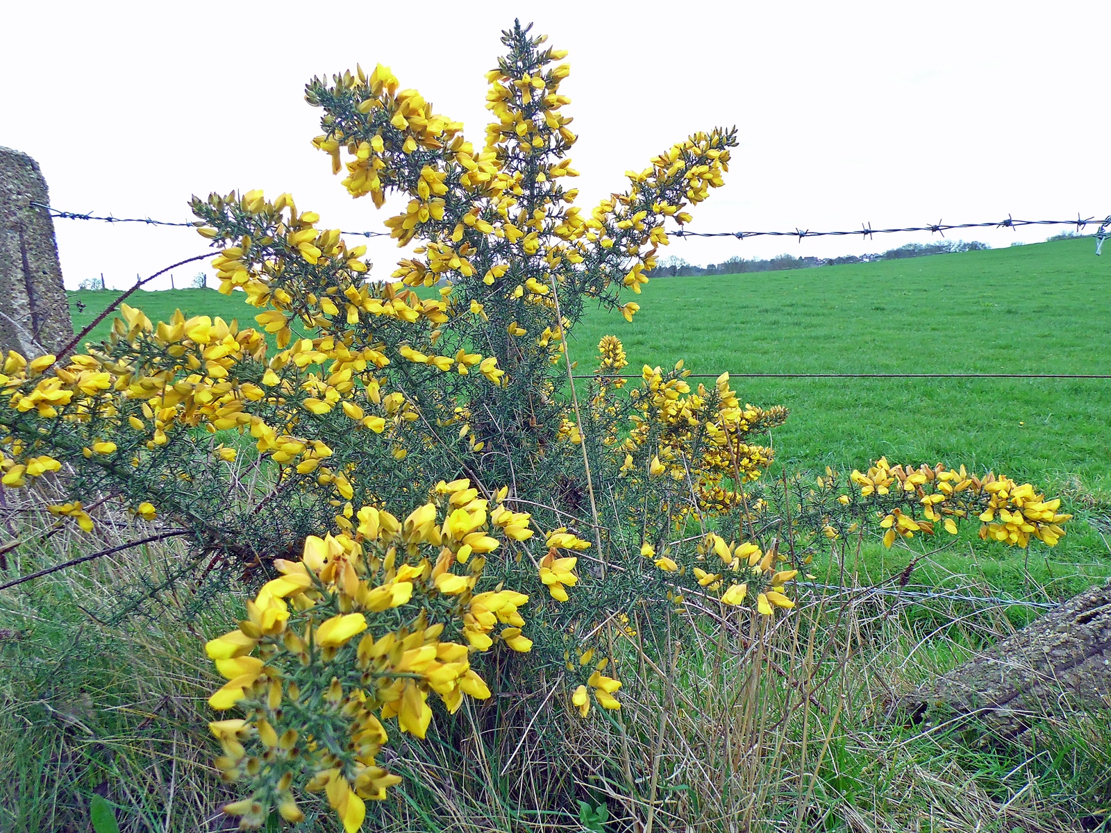 Nature Society Singapore