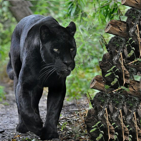 12 Deadliest Amazon Rainforest Animals - Kingreads
