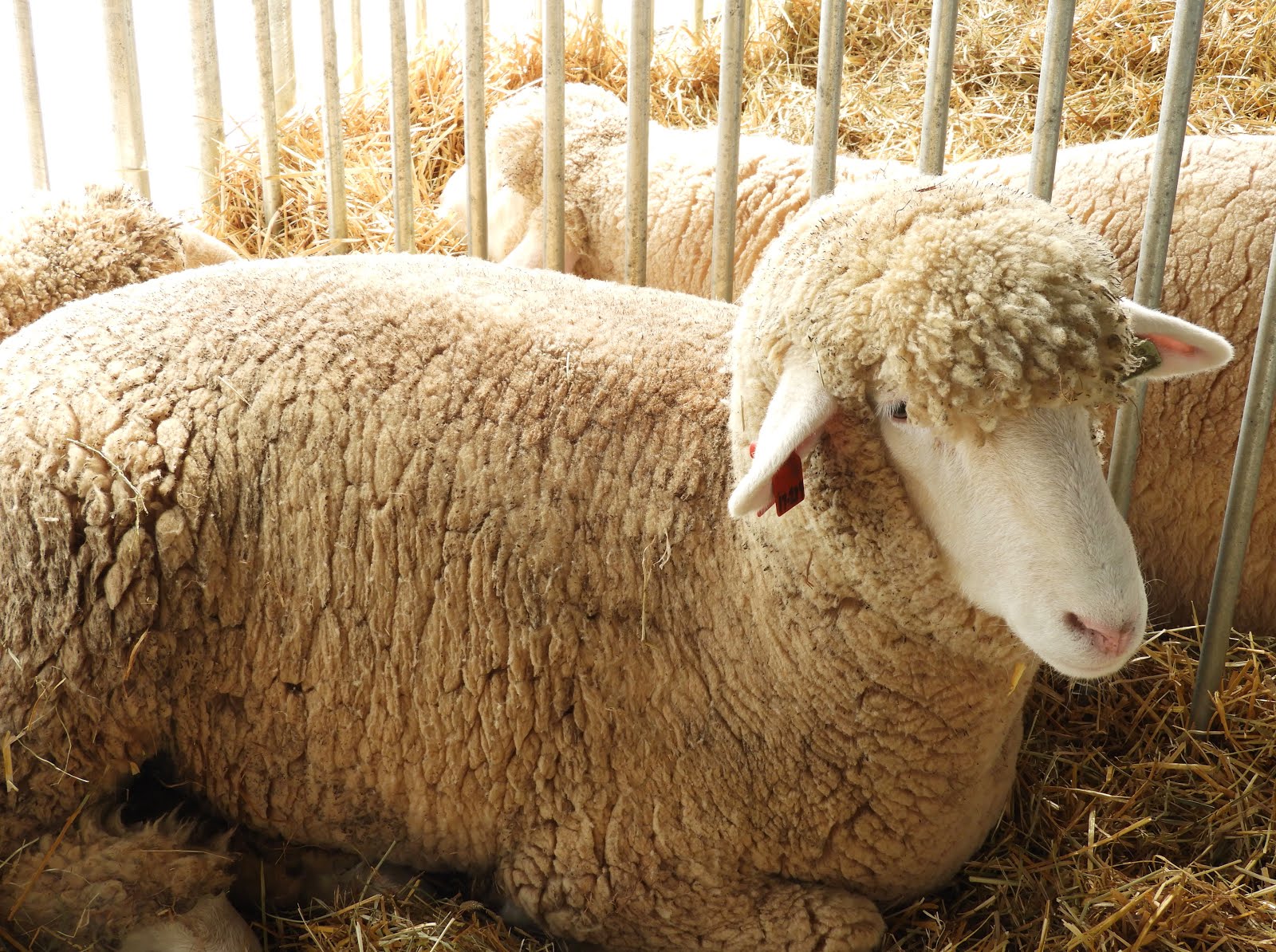 It's All About Purple New York Sheep & Wool Festival 2018