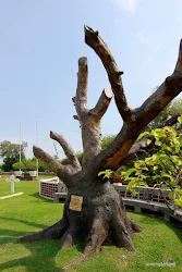 pohon surga ereveld ancol jakarta