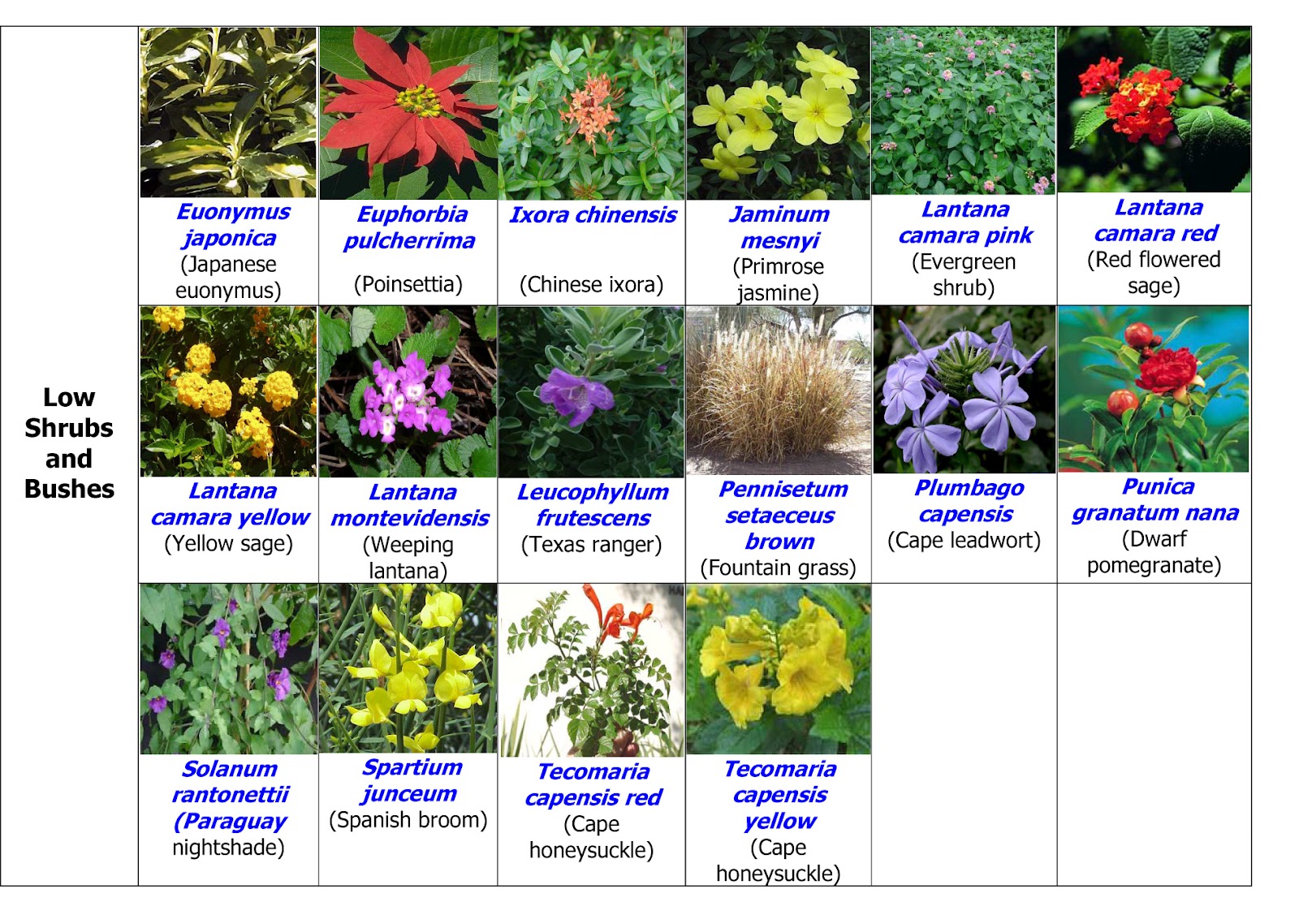 Landscape in UAE and Pakistan UAE common Landscape Plants