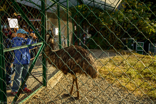 страусы в сочинском дендрарии Путешествия: страусы в сочинском дендрарии