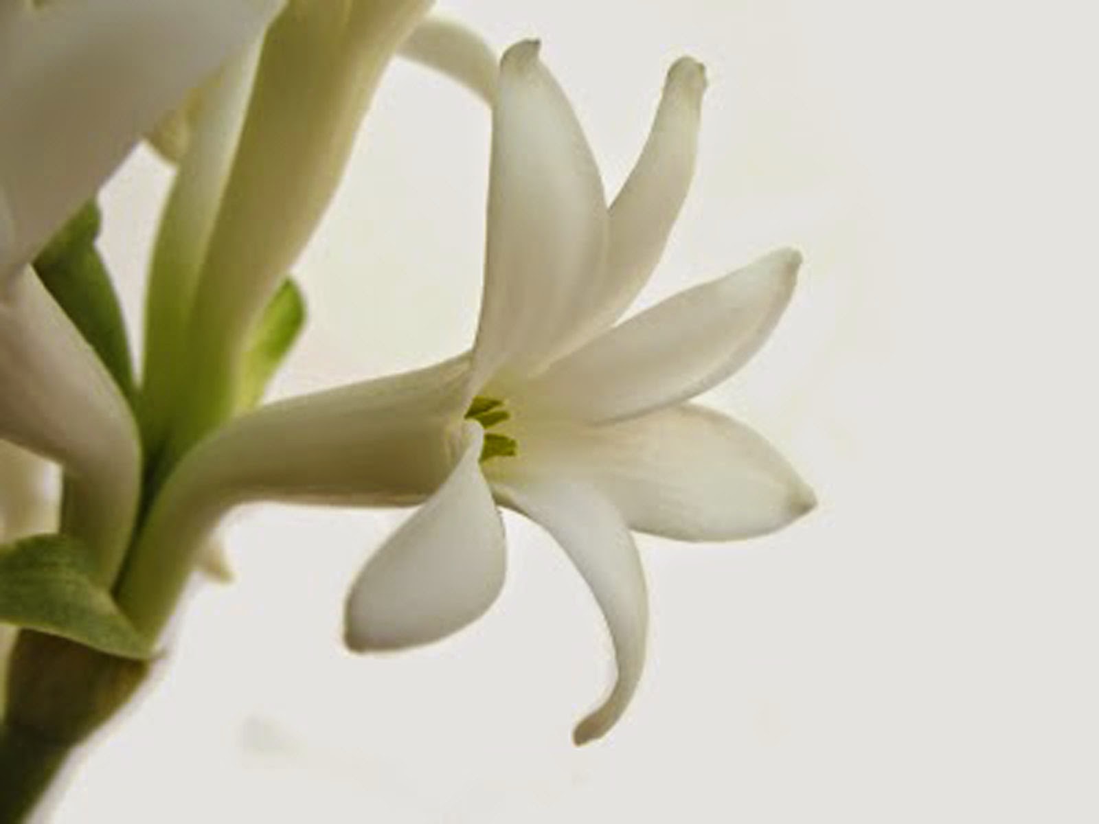 HD Wallpapers: TubeRose Flower Photos And Wallpapers