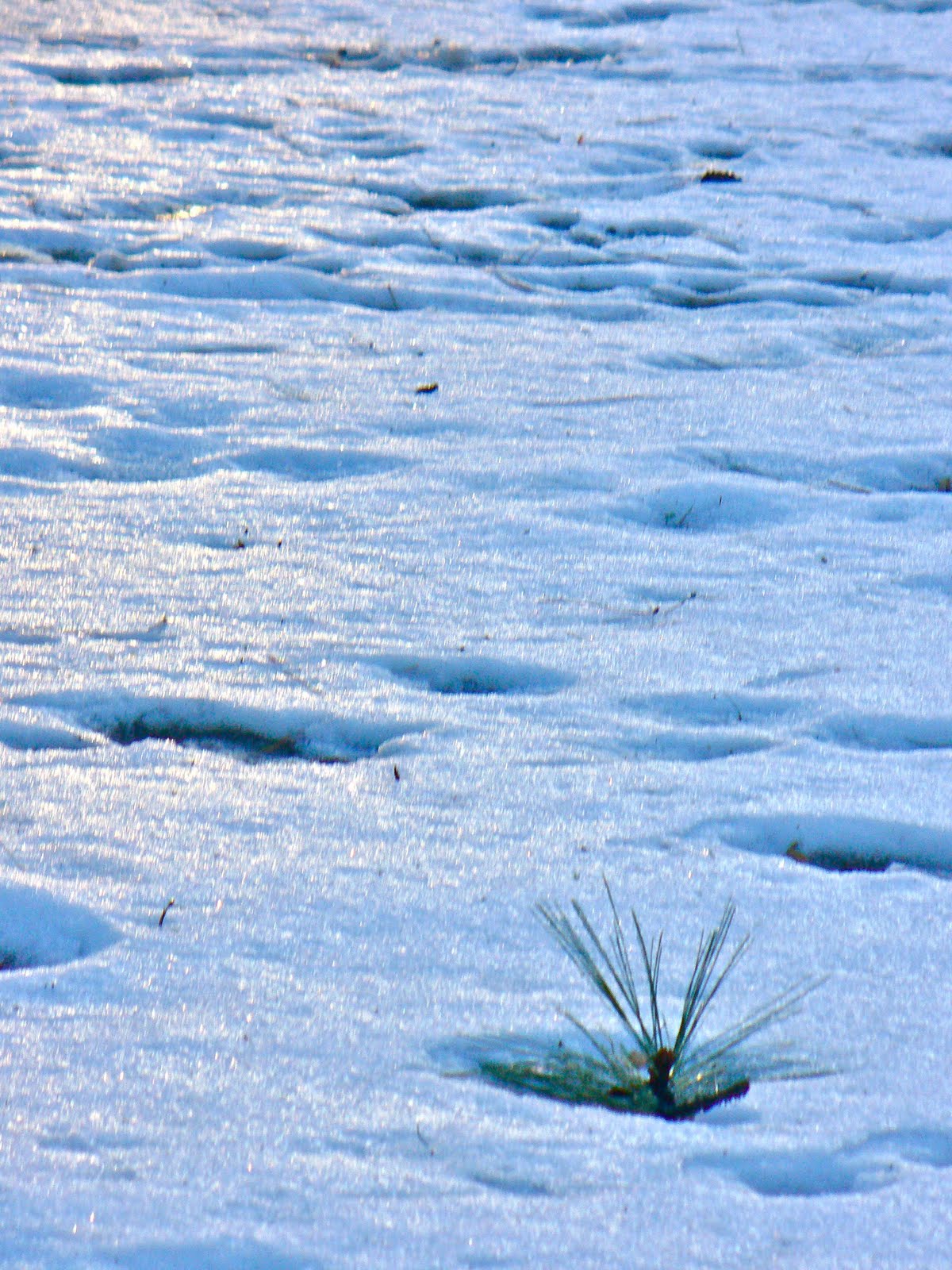 BERMTOPIA A light dusting of snow The sequel