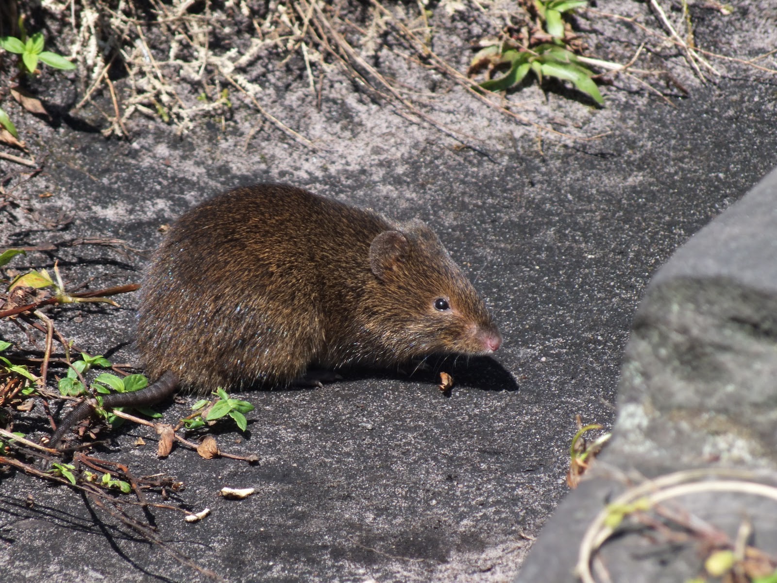 Rato Do Cerrado Ou Do Mato Necromys Lasiurus Na Cachoeira Da Fuma a