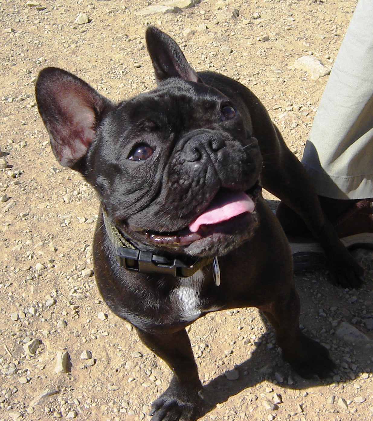 French Bulldogs Easy To Love Lots To Fix Common Health Problems