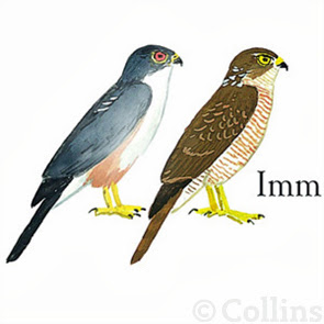 Gavilancito muslirrojo Accipiter erythropus