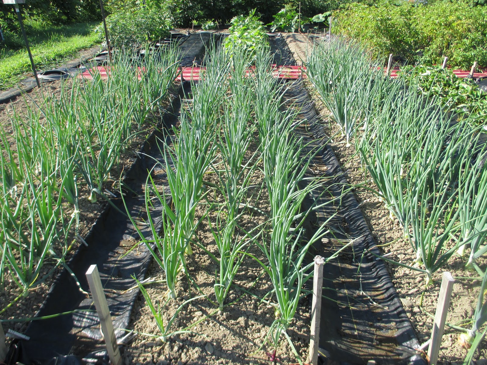 The Deliberate Agrarian Growing Onion Sets(An Ongoing