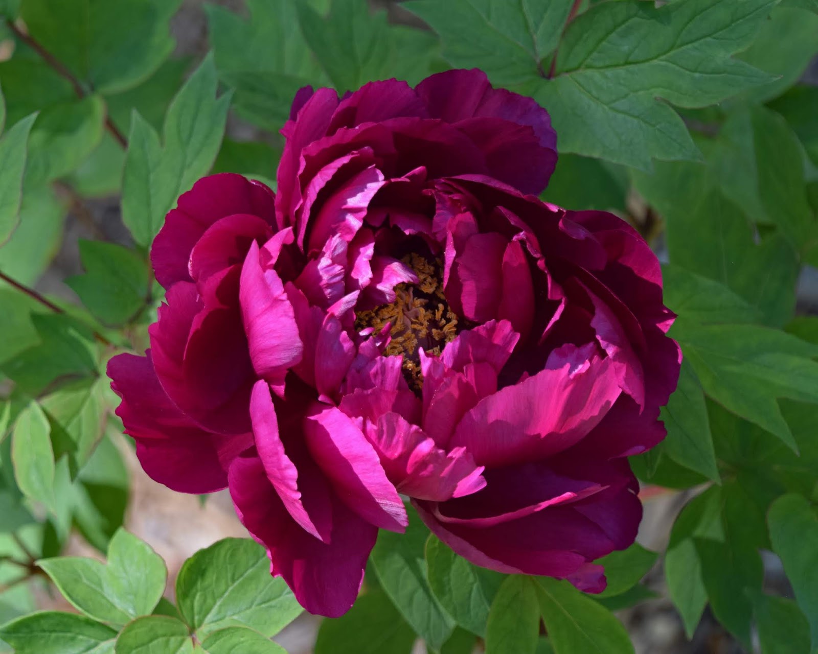 Southern Peony 2020 Tree Peony 'Koukamon' Blooms in Week 5 Late Mid