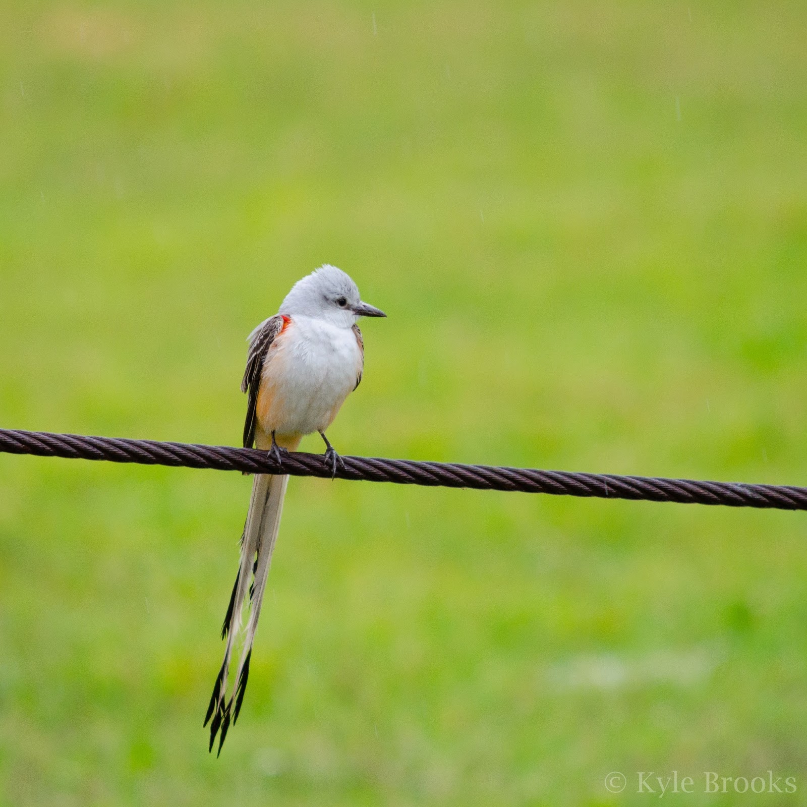On the Subject of Nature ScissorTailed Flycatcher