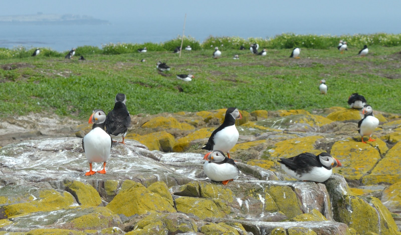 Puffins on the Farne Islands with Serenity Boat Tours