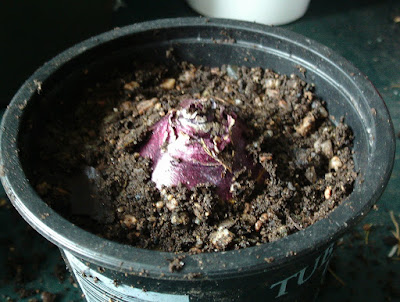 Growing hyacinths indoors for Christmas Green Fingered Blog